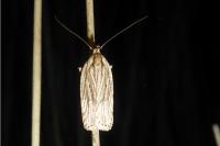 Agonopterix umbellana