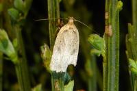 Agonopterix scopariella