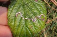 Stigmella aurella