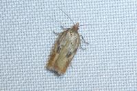 Acleris hyemana