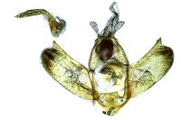 Depressaria absynthiella