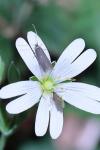 Coleophora lutarea