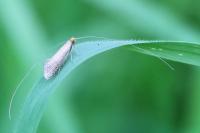 Nematopogon adansoniella