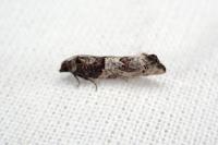 Phaneta pauperana