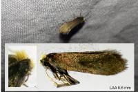 Incurvaria koerneriella