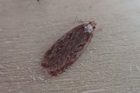 Depressaria