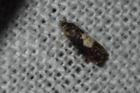 Pammene albuginana