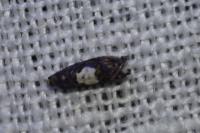Pammene albuginana