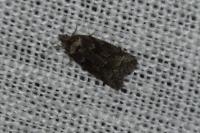 Cnephasia