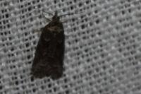 Cnephasia