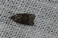 Cnephasia
