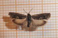 Pammene giganteana