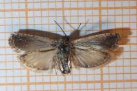 Pammene giganteana