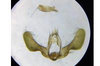Pammene giganteana
