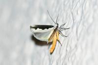 Ethmia bipunctella