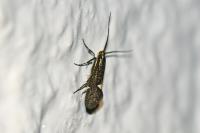 Esperia sulphurella