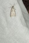 Diurnea fagella