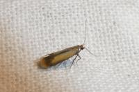Coptotriche marginea