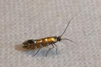 Phyllonorycter klemannella