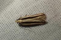 Mirificarma interrupta