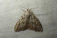 Nola cicatricalis
