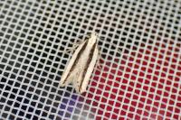 Mirificarma interrupta