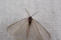 Rebelia plumella surientella
