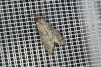 Diurnea fagella