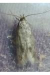Borkhausenia nefrax