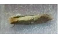 Monopis crocicapitella