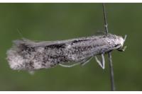 Elachista canapennella