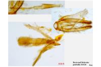 Phyllonorycter maestingella