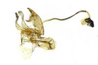 Aproaerema anthyllidella