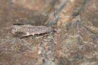 Aproaerema anthyllidella