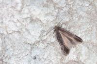 Aproaerema anthyllidella