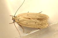 Agonopterix pallorella