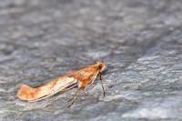 Caloptilia hemidactylella