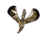 Caloptilia hemidactylella