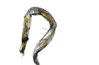Caloptilia hemidactylella