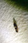 Incurvaria masculella