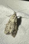 Diurnea fagella
