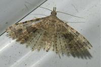 Alucita hexadactyla