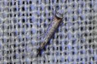 Pseudoswammerdamia combinella
