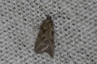 Cnephasia