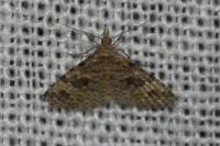 Alucita hexadactyla