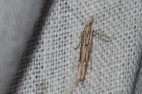 Ypsolopha mucronella