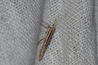 Ypsolopha mucronella