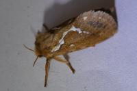 Korscheltellus lupulinus