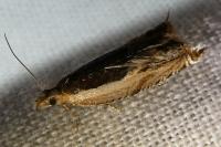 Ancylis apicella