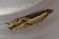 Ancylis apicella